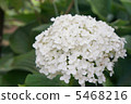 Hydrangea 5468216