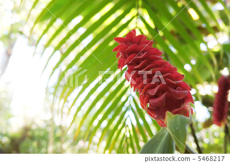 Alpinia Alpinia 5468217