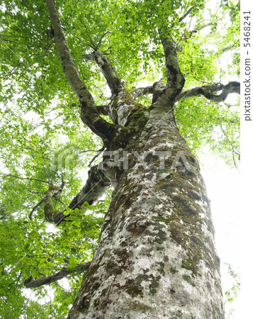 Shirakami Mountain · Mother Tree 5468241