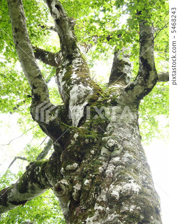 Shirakami Mountain · Mother Tree Shirakami Mountain · Mother Tree 5468243