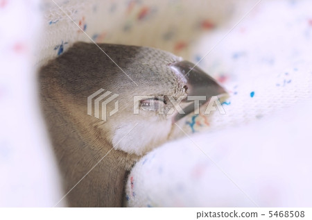 雌鳥的小雞 5468508