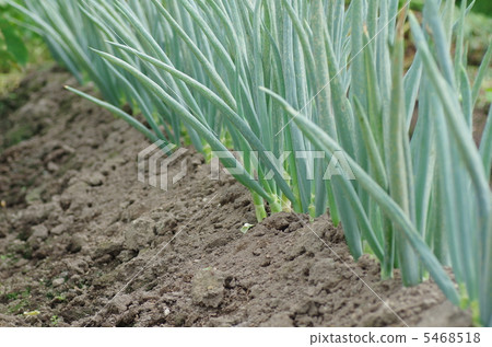 炒蔥 炒蔥 5468518