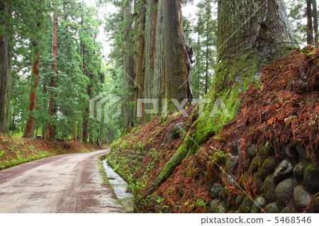 Nikko cedar tree Nikko cedar tree 5468546