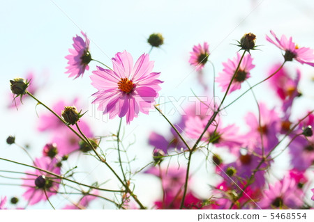 粉紅宇宙 粉紅宇宙 5468554