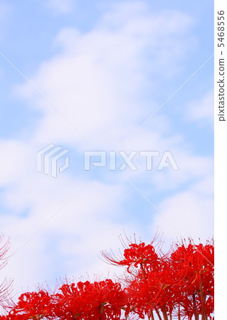 Higankyuka and autumn sky Higankyuka and autumn sky 5468556