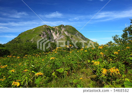 Nikko Shirane和Marubadakebuki之花 5468582