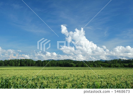 夏季玉米田（農田） 5468673