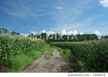 Corn field road 5468678
