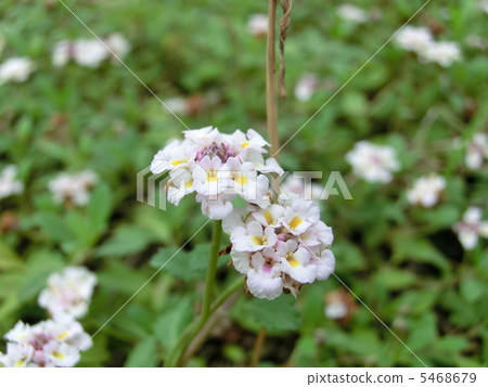 Himeiwadarezou 5468679