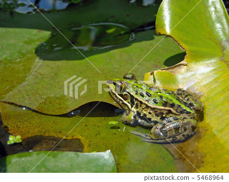 Tonosawa青蛙 Tonosawa青蛙 5468964