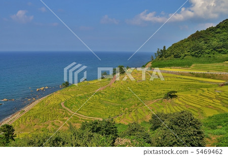 白米Senjita 5469462