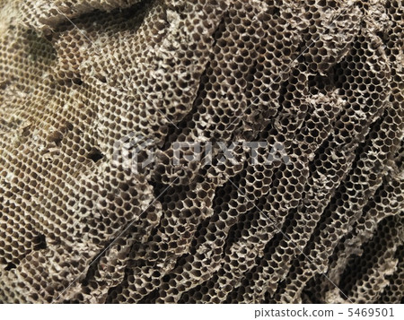 honeycomb honeycomb 5469501