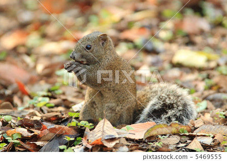 台灣松鼠 5469555