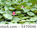 花卉 5470046