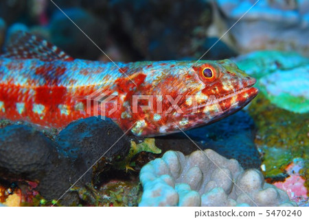 Lizardfish Lizardfish 5470240
