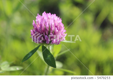 Red clover 5470253