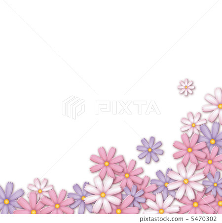 Cosmos flowers 5470302