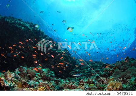 Flock of Hananai 5470531