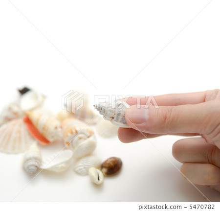 Seashell collection 5470782