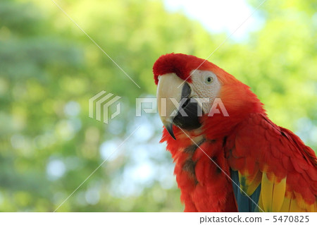 Scarlet macaw Scarlet macaw 5470825