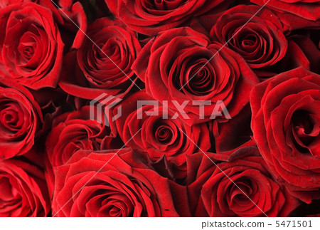 Red Roses Background 5471501