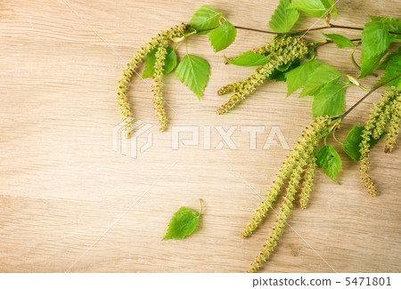 Spring Birch Over Wooden Background 5471801