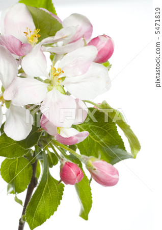 Apple Blossom Isolated Over White 5471819