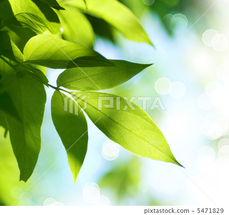 Green Leaves.Nature Green Leaves.Nature 5471829