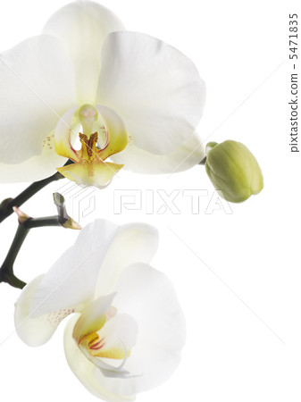 White Orchid 5471835