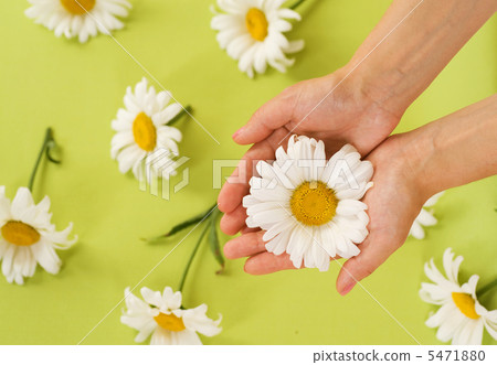 Hands With Chamomile Flower Hands With Chamomile Flower 5471880