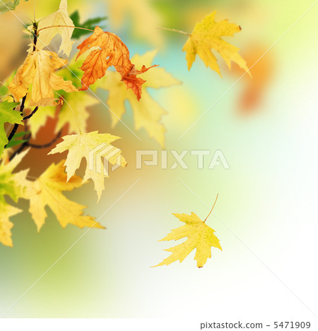 Beautiful Autumn 5471909