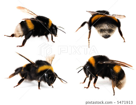 Bumblebees Collection 5471913
