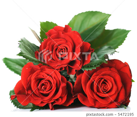 圖庫照片: beautiful red roses over white