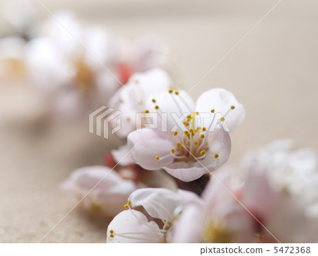 Beautiful Spring Blossom Beautiful Spring Blossom 5472368