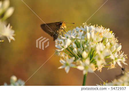 Nira鮮花和Ichimon dyseri Nira鮮花和Ichimon dyseri 5472937