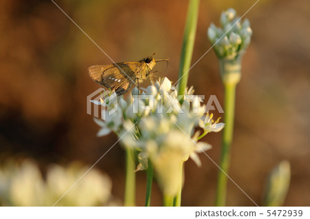 Nira flowers and Ichimon dyseri 5472939