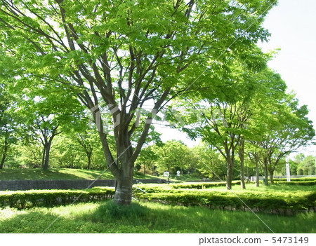 Shade of tree Shade of tree 5473149