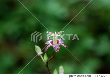 Yamazino Hototogisu 5473226