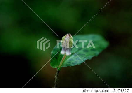 Yamazino Hototogisu Yamazino Hototogisu 5473227