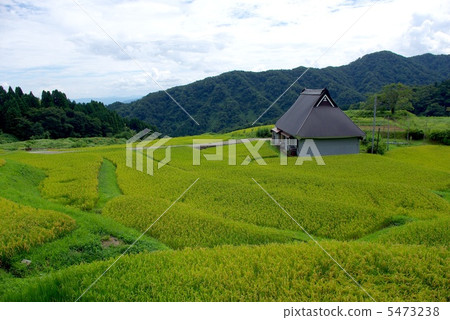 Rice terrace of the upper house 5473238