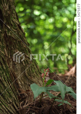 Hanamiga blooming in the forest Hanamiga blooming in the forest 5473377