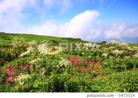 Ibukiyama in the summer 5473514