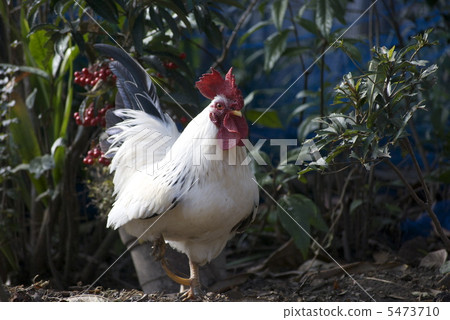 Wonderful male chubby walks 5473710