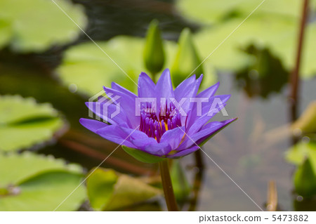 Suiren Ninphaea Director G.T. Moore Suiren Ninphaea Director G.T. Moore 5473882