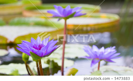 Suiren Ninphaea導演G.T. Moore 5473883