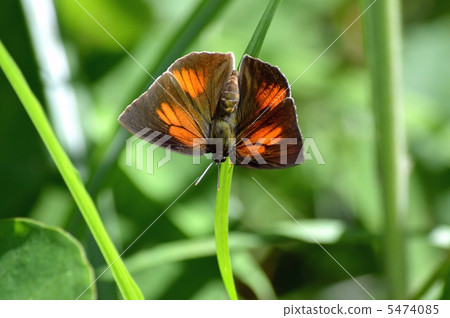 Uragine brevity 5474085