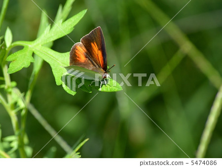 Uragine簡潔 5474086