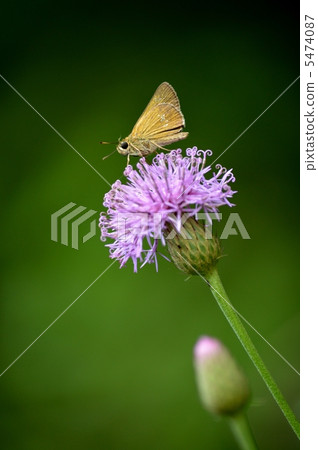 Tham Lasso和Celery 5474087