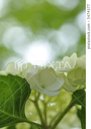 Tatsumi Utsugi 5474377