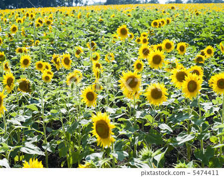 Sunflower field 5474411